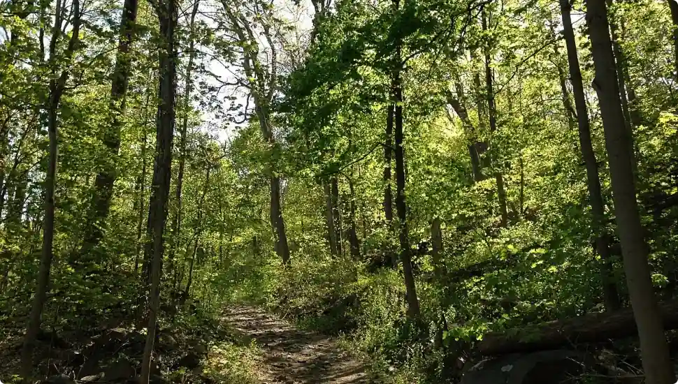 natural_playground