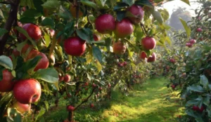 Top Places for Apple Picking Near Bergen County NJ