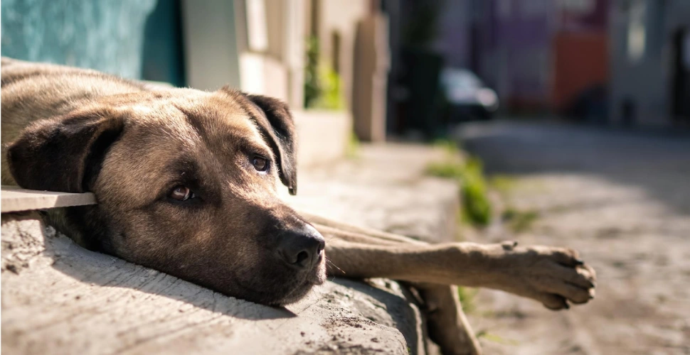 found-a-stray-animal