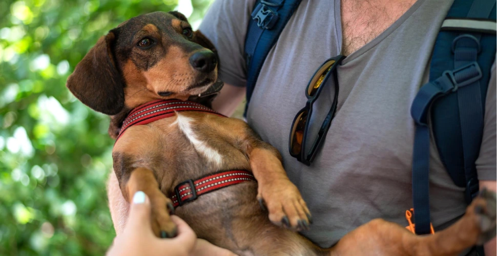 support-animal-rescue