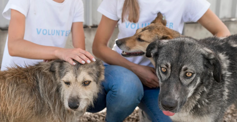 volunteering-and-supporting-animal